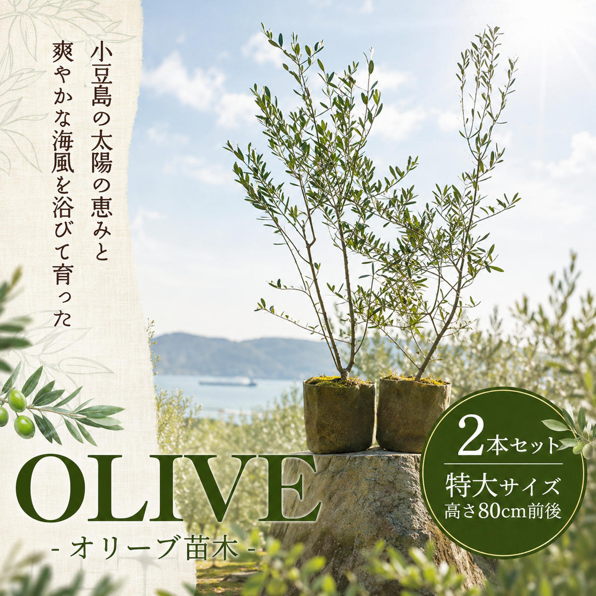 オリーブ 苗木 2本 セット 小豆島産 観葉植物 オリーブの木 シンボルツリー 庭木 植木 鉢植え ガーデニング 果樹 2品種 異なる品種 インテリア 新築祝い 贈り物 ギフト オリーブ苗 記念樹 地植え 小豆島 香川県 土庄町