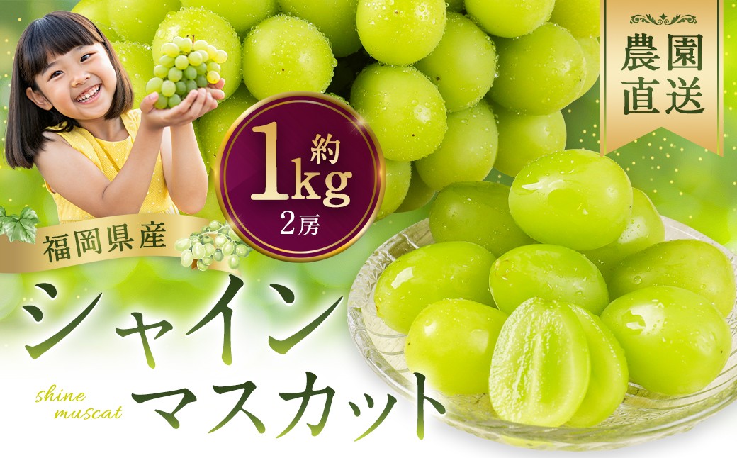 
                  農園直送！ シャインマスカット 約1kg （ 2房 ） マスカット ぶどう ブドウ 葡萄 果物 くだもの フルーツ 果実 果汁 果肉 新鮮 直送 国産 福岡県産 冷蔵 【 2026年10月上旬頃迄発送予定 】
                