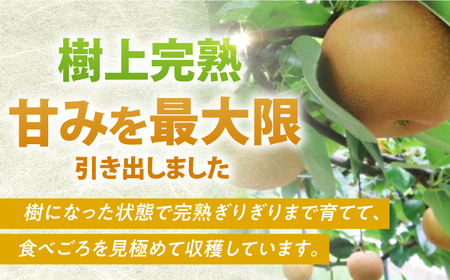 【数量限定】【2024年8月より発送】梨（豊水）約5kg（14玉前後） 長与町/溝上農園 [EBY002]