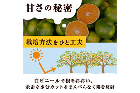 ＜先行予約受付中！2025年9月下旬以降順次発送予定＞鹿児島県阿久根産 極早生みかん (10kg) 国産 ミカン 蜜柑 オレンジ 柑橘 果物 フルーツ 温州 期間限定【あくね旬の店いきいき館】akn0