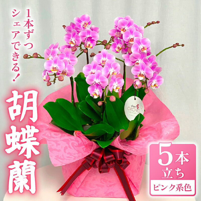 【ふるさと納税】 お取り分けできる胡蝶蘭 ミディー胡蝶蘭 ピンク系 7号 5本立ち ラッピング付き 寄せ植え 花 お花 flower 植物 シェアオーキッド 家庭用 鑑賞 インテリア 贈答 記念日 お祝い 誕生日 お歳暮 お中元 送料無料 ふるさと納税 千葉県 旭市 椎名洋ラン園 sye016
