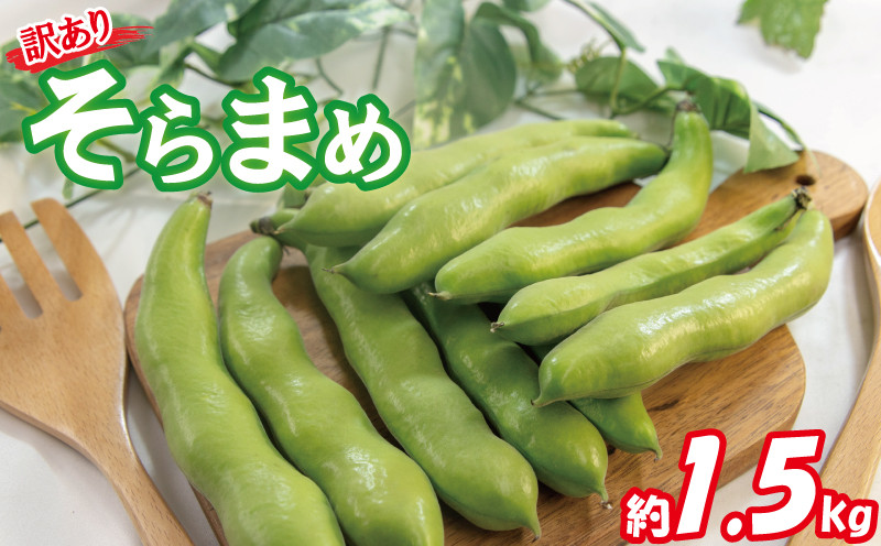 
            【期間限定】 訳あり そら豆 約1.5kg | 訳あり 野菜 ソラマメ そらまめ 旬の野菜 スープ 煮物 愛媛県 松山市
          