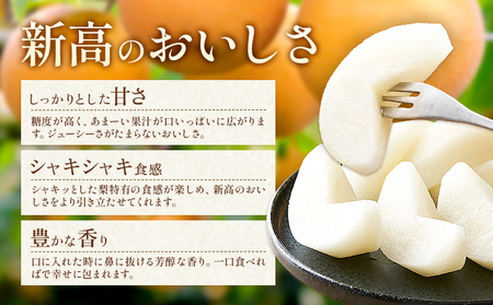 新高梨 約5kg（6～16玉） 日本フルーツ株式会社《9月上旬-10月末出荷》熊本県 荒尾市 新高梨 梨 果物 フルーツ スイーツ デザート ギフト ご贈答