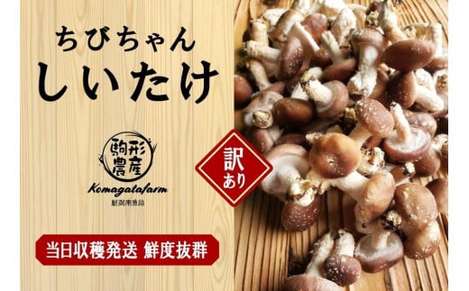 【訳あり】【当日収穫発送・鮮度◎】駒形農産のちびちゃん生しいたけ　1.9ｋｇ　椎茸　しいたけ　菌床椎茸　生椎茸　シイタケ　きのこ　キノコ　はねだし　アウトレット