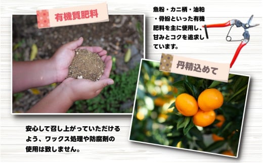 農家直送 有田 みかん 訳あり 10kg 光センサー 選別 / 温州みかん 有田みかん 甘い 家庭用 和歌山 柑橘 ※11月中旬～1月中旬に順次発送 ※北海道・沖縄・離島への配送不可 【nuk004-