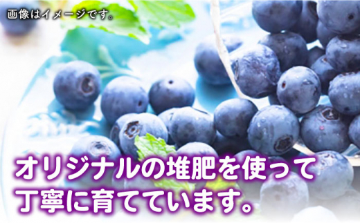 【先行予約】対馬産 朝採れ 大粒 ブルーベリー ( 青果 ) 600g 《対馬市》【さほの里ファーム】 フルーツ 果物 生食 新鮮 朝食 冷蔵 [WBG006]
