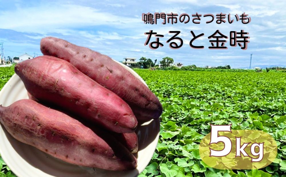 
                  【予約受付中・2026年10月頃より順次発送】本場・徳島県鳴門市産「なると金時」約5kg【数量限定】ほくほく 甘い  国産 スイーツ 焼き芋 焼芋　天ぷら 干し芋　さつまいも
                