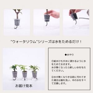 ウォータリウム　ビーカーM　ハイドロコーン植え3個セット【オススメの観葉植物でお届け】【1604658】