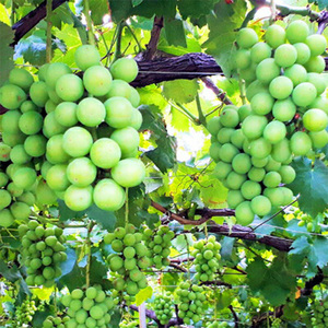 【2024年先行予約】山形県中山町産特大大粒シャインマスカット 約700g～約800g(1房) 期間限定 数量限定 F4A-0105