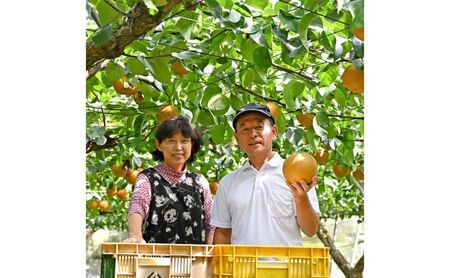 【先行予約】梨(秋月) 6玉～12玉入り×1箱 (4.5kg以上) ※2025年9月上旬～9月下旬頃に順次発送予定