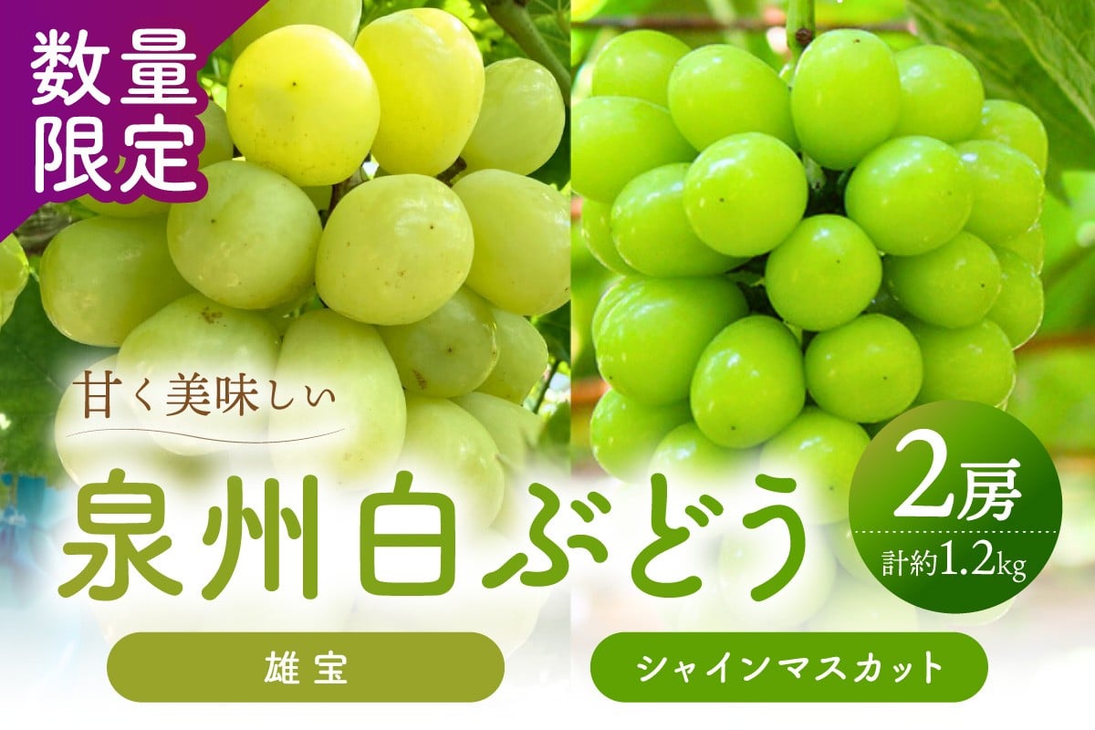 
                  泉州ぶどう 【マスカット食べ比べ】大粒大房の雄宝とシャインマスカット 2種セット【065C-007】
                
