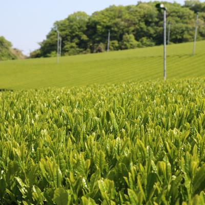 ふるさと納税 掛川市 水出し煎茶セット(5g×12パック)×5袋 |  | 01