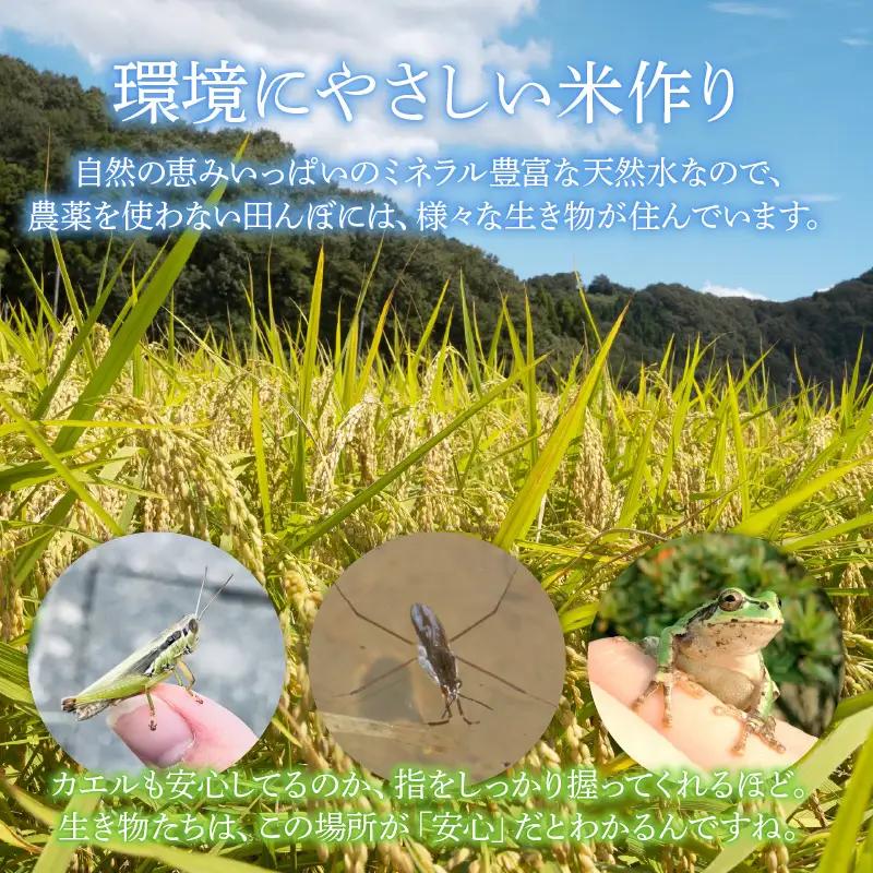 【先行予約】【令和8年産 新米】伊与衛門農園の自然栽培コシヒカリ精米 5kg 【福井県認証米】伊与衛門農園の特別栽培米＜温度と湿度を常時管理し新鮮米を出荷！＞ / 米 白米 自然の力 高品質 鮮度抜群