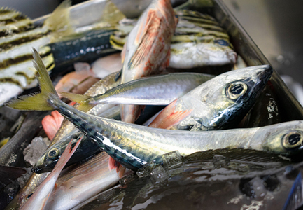 谷鮮魚食堂 黒潮の海で育った鮮魚 詰め合わせ便