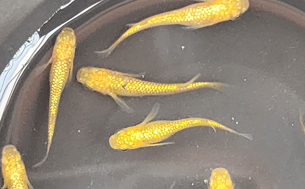 メダカサンシャイン 4ペア 8匹