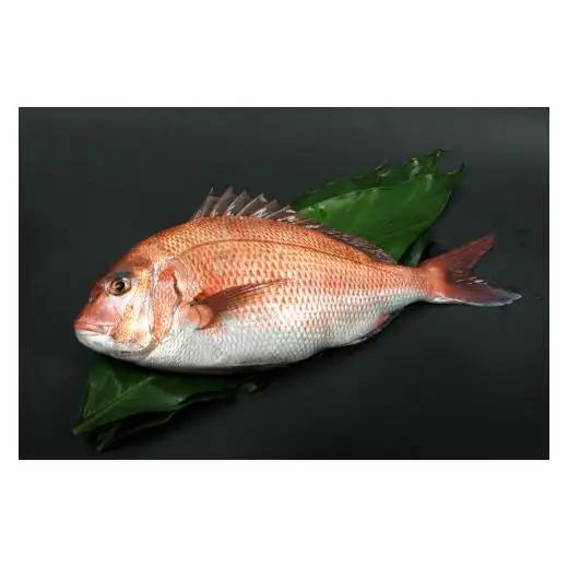 N357　紀州梅まだい３尾（鮮魚）