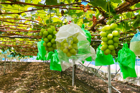 C-698 待ちきれないシャインマスカット（大粒）1房