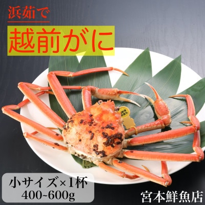 【2025年2月より順次発送】〈浜茹で〉越前がに　小サイズ×1杯【配送不可地域：離島・北海道・沖縄】【1510209】