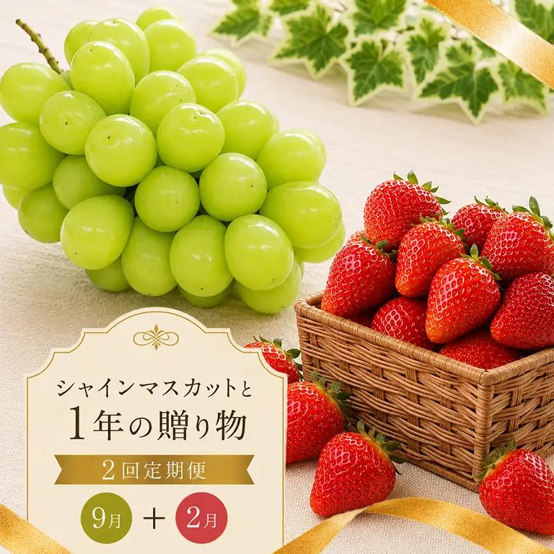 フルーツ 定期便 2回 さぬき姫 シャインマスカット いちご