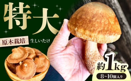 椎茸 原木生 高槻市産  約1kg（8個〜10個）入り ＜ 3月末まで受付 ＞ きのこ キノコ 生しいたけ 国産 肉厚 人気 おいしい シイタケ しいたけ 新鮮 野菜 やさい 産地直送 旬 人気 お取り寄せ 大阪府高槻市/高槻あぐり [AOCS001]