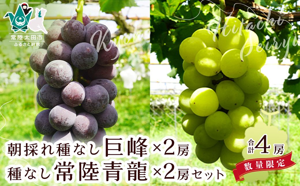 
            【先行予約】ぶどう 生産者直送・朝採れ種無し巨峰２房・種無し常陸青龍２房セット｜巨峰 オリジナル品種 種無し 農家直送 新規就農 葡萄 ぶどう グレープ 果物 フルーツ 甘い 限定 果物 果樹 ギフト 人気 移住者 地域おこし協力隊 茨城県 常陸太田市
          