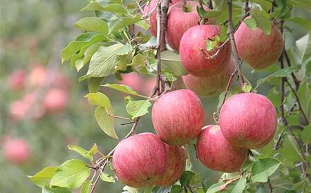 《2026年発送先行予約》山形県産 葉取らず完熟サンふじりんご 秀 約2kg 林檎 リンゴ フルーツ 果物 くだもの 山形県 中山町 F4A-1007