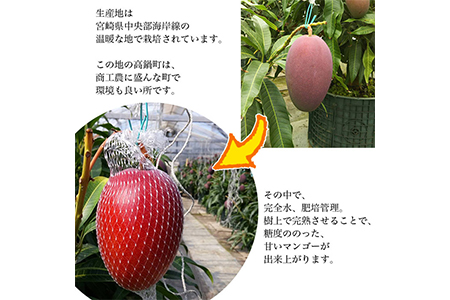 ＜鉢植え 樹上完熟マンゴー 400～450g×4玉 計1.6kg～1.8kg＞2023年5月上旬～6月中旬迄に順次出荷