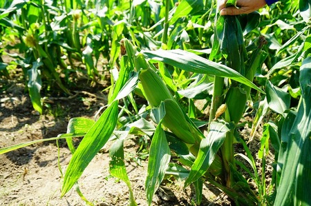 【2026年6月より順次発送】とうもろこし【ドルチェドリーム、ホワイトショコラ、プレミアム味来】ランダム2種詰合せ3.5Kgセット_とうもろこし 2種 詰合せ 計 3.5kg ドルチェドリーム ホワイ