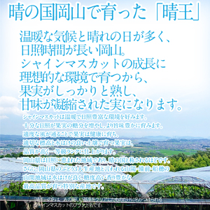 2025年 先行予約受付中【2回定期便】シャインマスカット晴王約2kg(3～5房) 岡山県産 種無し 皮ごと食べる みずみずしい 甘い フレッシュ 瀬戸内 晴れの国 おかやま 果物大国 ハレノフルーツ