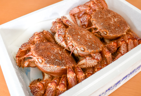 【先行受付開始！】漁協の活毛がに 大サイズ３尾※日付指定対応不可※[02-1420]