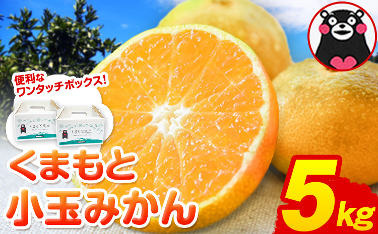 
            訳あり みかん くまもと小玉みかん 約 5kg (2.5kg×2箱)  蜜柑 柑橘 《2025年10月中旬-12月末頃出荷》 ご家庭用 小玉 たっぷり 熊本県産 S-3Sサイズ 期間限定 フルーツ 5000 g 旬 柑橘 長洲町
          