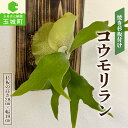 【ふるさと納税】観葉植物 コウモリラン(ビカクシダ)焼き杉板付け インテリア 鉢 室内 緑 グリーン 自然 癒し 玉城町観光協会 三重県 玉城町