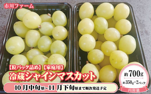 [5657-3860]数量限定【粒パック詰め】【家庭用】冷蔵シャインマスカット 約700g (約350g×2パック)《市川ファーム》■2024年発送■※10月中旬頃～11月下旬頃まで順次発送予定