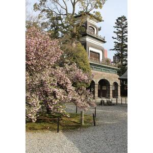 兼六園菊桜　手描加賀友禅染　反物　【淡い桜色】