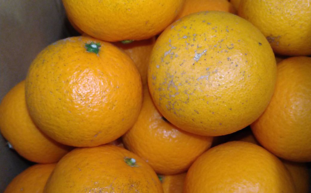 【先行予約】Saito Orange Farmの訳あり清見オレンジ10kg（2027年3月中旬頃より順次発送） IKTAQ010