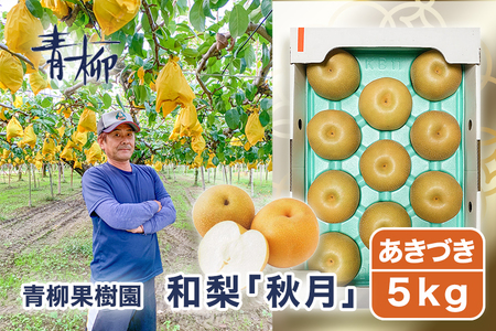 【2026年先行予約】青柳果樹園の和梨 あきづき 5kg(9～13玉)《9月中旬～順次出荷》 果物 加茂市 青柳果樹園