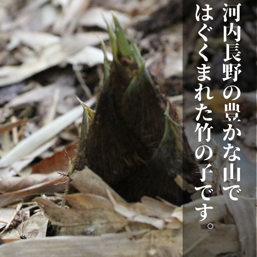 国産 たけのこ 水煮 900g 朝採れを即加工 タケノコ 竹の子 筍 小分け 長期保存 真空パック たけのこご飯 煮物に