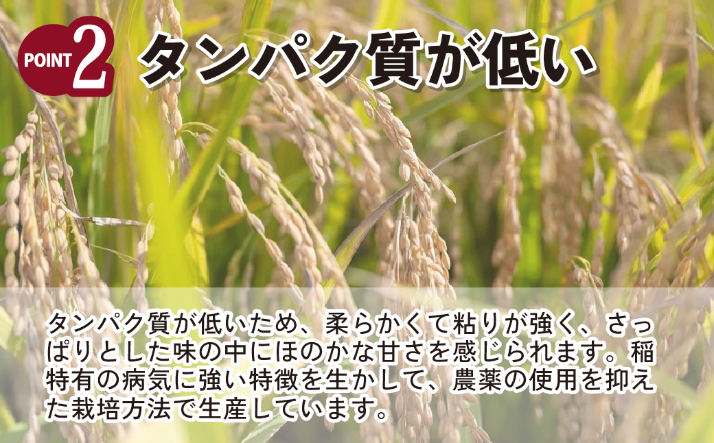 【令和6年産米】埼玉県産 彩のかがやき 10kg (5kg×2袋)