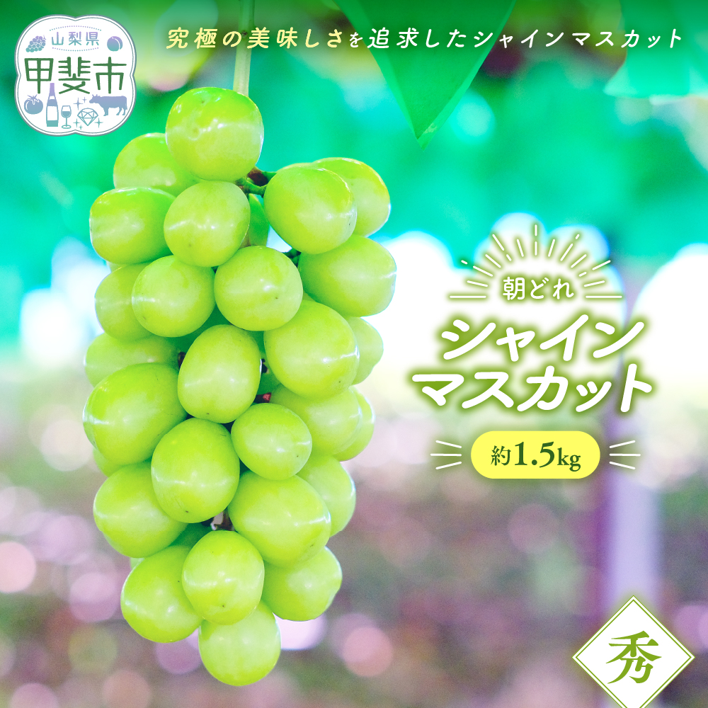 【2026年/令和8年発送＜先行予約＞】シャインマスカット　約1.5kg　先行予約 先行 予約 山梨県産 産地直送 フルーツ 果物 くだもの ぶどう ブドウ 葡萄 シャイン シャインマスカット 新鮮 人気 おすすめ 国産 山梨 甲斐市 贈答 ギフト お取り寄せ 朝どれ　AV-35