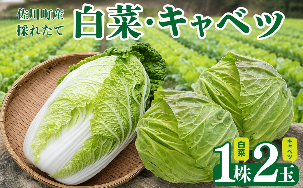 
                  ＜2026年12月以降お届け＞【佐川町産 白菜 1株（約2.5kg）／キャベツ2玉（約2kg）】 冬野菜 高知 新鮮 野菜 お鍋用 シチュー用 漬物 千切り 事前予約受付中 
                