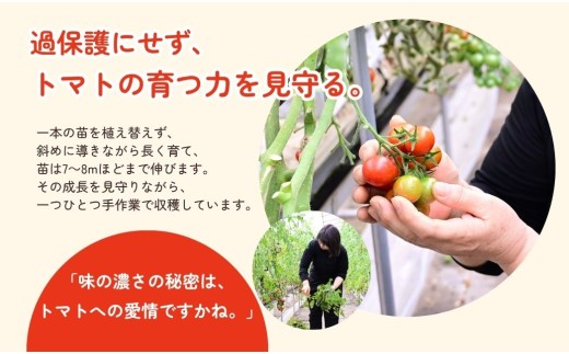 【先行予約】【12月中旬より順次発送】白岡市産 ミニトマト「おやつトマト」小鈴 1.5kg 化粧箱入り 甘みと酸味の濃い味わい 皮がやわらかい 完熟収穫 常温便 埼玉県産 野菜 おやつ お弁当 サラダ