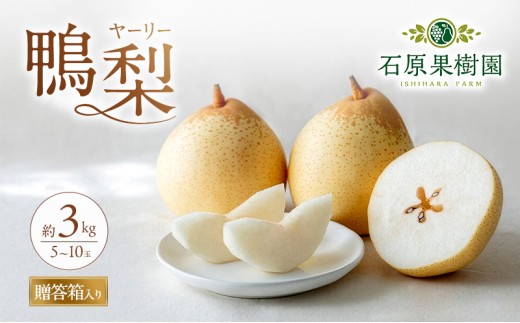 
            梨 2026年 先行予約 鴨梨（ヤーリー）5～10玉 合計約3kg 贈答箱【11月下旬～12月中旬頃発送】 ナシ なし 岡山県産 国産 フルーツ 果物 ギフト 石原果樹園 
          