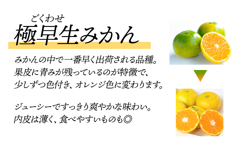 先行予約＜訳あり 愛媛県産 極早生みかん 合計約3kg＞ 『2026年10月以降順次出荷予定』ミヤモトオレンジガーデン 愛媛県 西予市