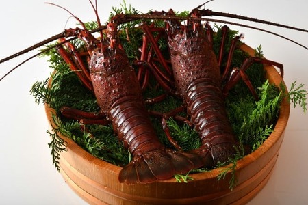 活き 特大 伊勢海老 2尾入り 約1kg 天然 伊勢エビ 【伊勢志摩】