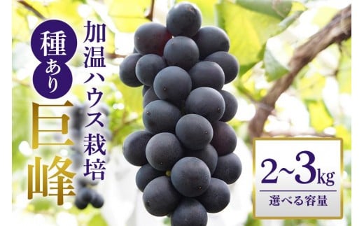 
            【 2026年 先行予約 】 「加温ハウス栽培」 巨峰 2kg 3kg 選べる（ 種あり ） 久家ぶどう園 2房 ぶどう ブドウ 有機 肥料 ハウス 栽培 国産 果物 くだもの 葡萄 フルーツ 2キロ 8月 9月 発送 夏 旬 品種 茨城県産 産地直送 産直 農家直送 冷蔵 茨城県 石岡市 (A04-sku-006)
          