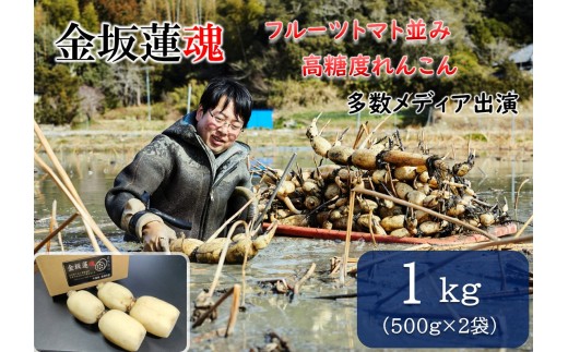 【10月上旬～順次発送】千葉県産 れんこん真空パック(1kg)自然栽培【金坂蓮魂】 CNX001