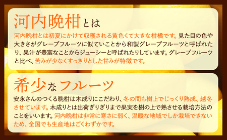 先行予約 河内晩柑 約 3 ～ 4kg 晩柑 《4月上旬-5月上旬頃出荷》 安永小岱山みかん園