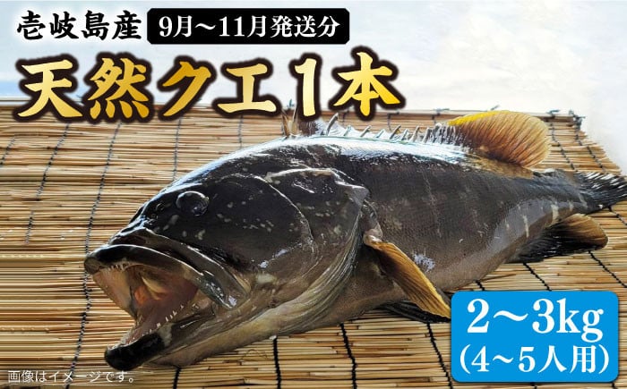 
            【先行予約】【9月〜11月限定】 天然クエ 丸もの 2～3kg（鍋・刺身：約4～5人前）【2025年9月以降発送】 《壱岐市》【丸和水産】[JCJ010] クエ くえ 冷蔵 直送 海鮮 鮮魚 刺身 刺し身 お刺身 クエ鍋 くえ鍋 1本 1匹 高級魚 63000 63000円 
          