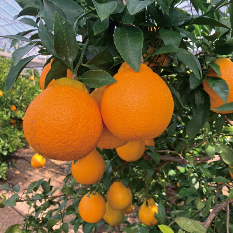 【ふるさと納税】 不知火 萩野農園の ハウス不知火 3kg 2L以上 9玉～12玉 みかん ミカン 不知火 しらぬい 果物 くだもの フルーツ 旬 人気 農家直送 産地直送【2026年1月初旬から1月中旬までに順次発】