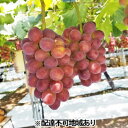 【ふるさと納税】早期受付 マスカットビオレ 1房 600g以上 ぶどう 葡萄 リアム farm　【 岡山のぶどう デザート 食後 おやつ 食べ物 】　お届け：2024年9月上旬～2023年11月下旬